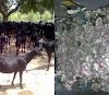50 GOATS EAT UP THE 50 BILLION NAIRA TO BE GIVEN TO NIGERIANS – FG