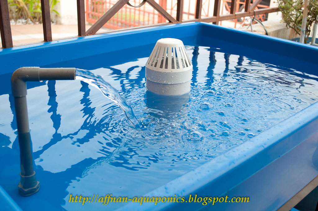 Affnan's Aquaponics: Siphon Test