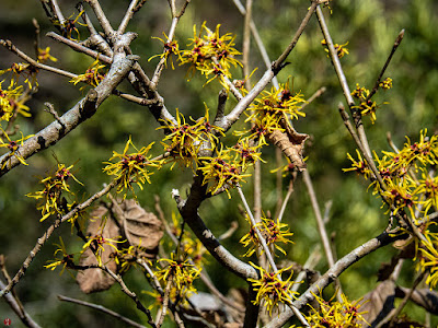 Mansaku (Hamamelis japonica) flowers: Engaku-ji