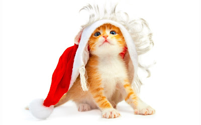 Santa Cat Pictures.png