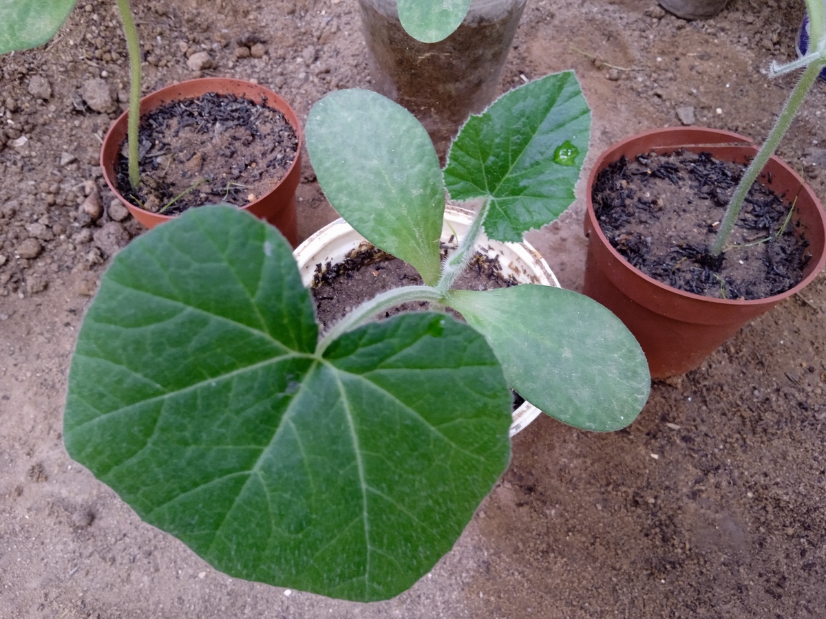 The hardening off process involves gradually acclimating indoor-grown seedlings to outdoor conditions, preparing them for the transition from the controlled environment of your home to the variable conditions of the outdoors. This process helps prevent shock and stress to the seedlings, ensuring their successful establishment in the garden.