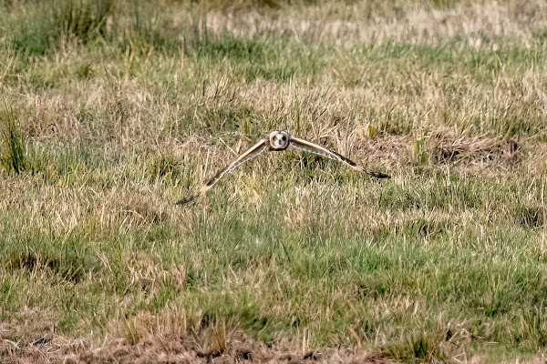 Short-eared owl