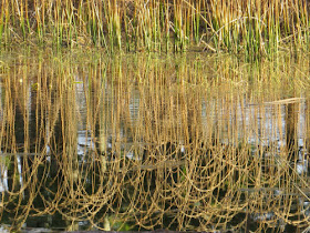 curved reeds