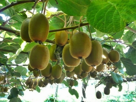 Cara Menanam Buah Kiwi Dari Biji Yang Ada Dipasaran