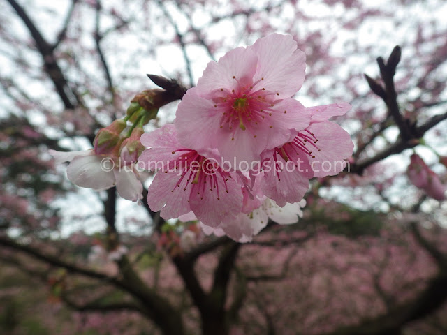 Tianyuan Temple cherry blossom