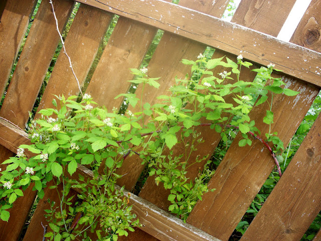 berry bush in my garden