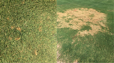 A composite photo of turfgrass with brown dead areas caused by the fungus, Bipolaris. The photo on the left shows small brown areas when the disease was in the early stages and the photo on the right shows the same turfgrass area 10 days later with a very large brown area.