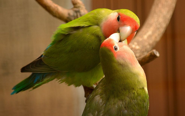 Harga Burung Lovebird