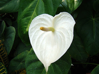 bunga anthurium putih