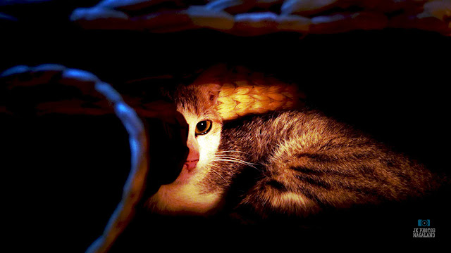 Cat in a basket photos - Pet Photos