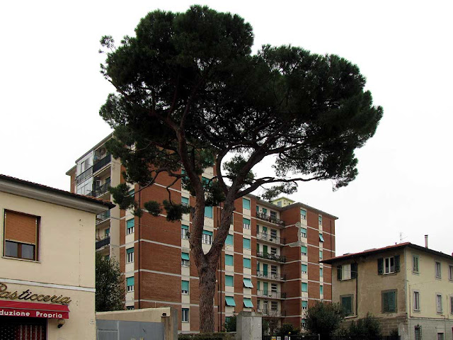 Albero di sei piani, via Antonio Gramsci, Livorno