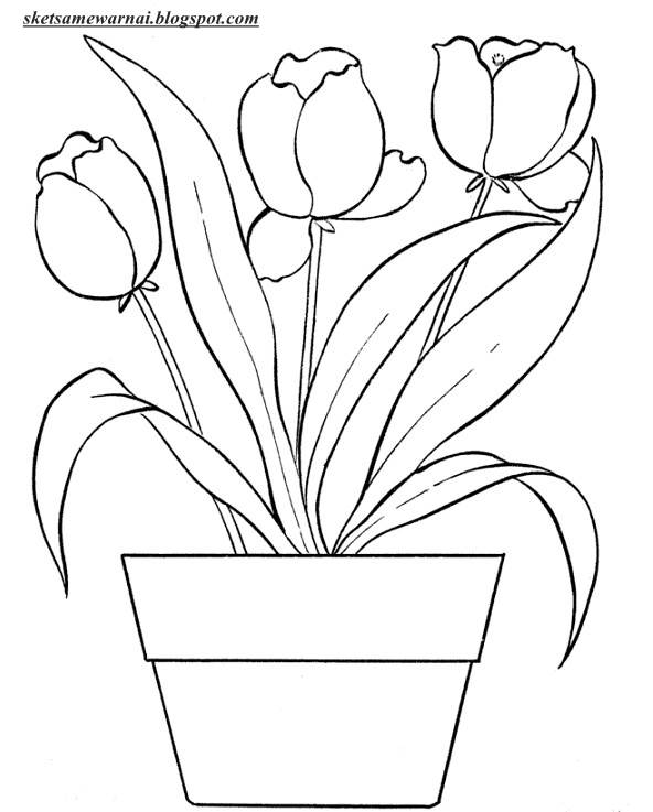  Sketsa Mewarnai Gambar Bunga Tulip Sketsa Mewarnai