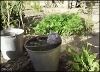 Crazy Cat GIF • The real waterproof cat! Amazing cat not afraid, chilling in a bucket full of fresh water