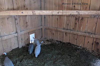 Grass clippings in guinea fowl coop