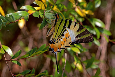 Graphium antiphates