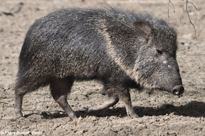 Chacoan Peccary