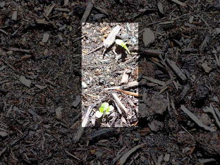 Baby Romaine Lettuce