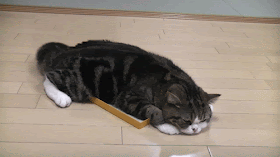 CAT---GIF IMAGE