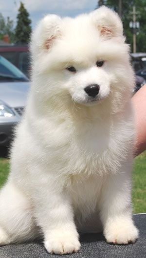 Adorable cute Samoyed dog