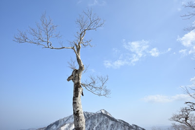 ブナの木と烏ヶ山