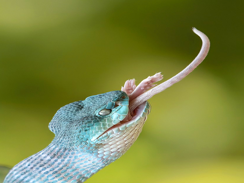 A Curious Mouse Sniffs A Blue Viper, Which Deʋours It With A Flash Of Its Teeth