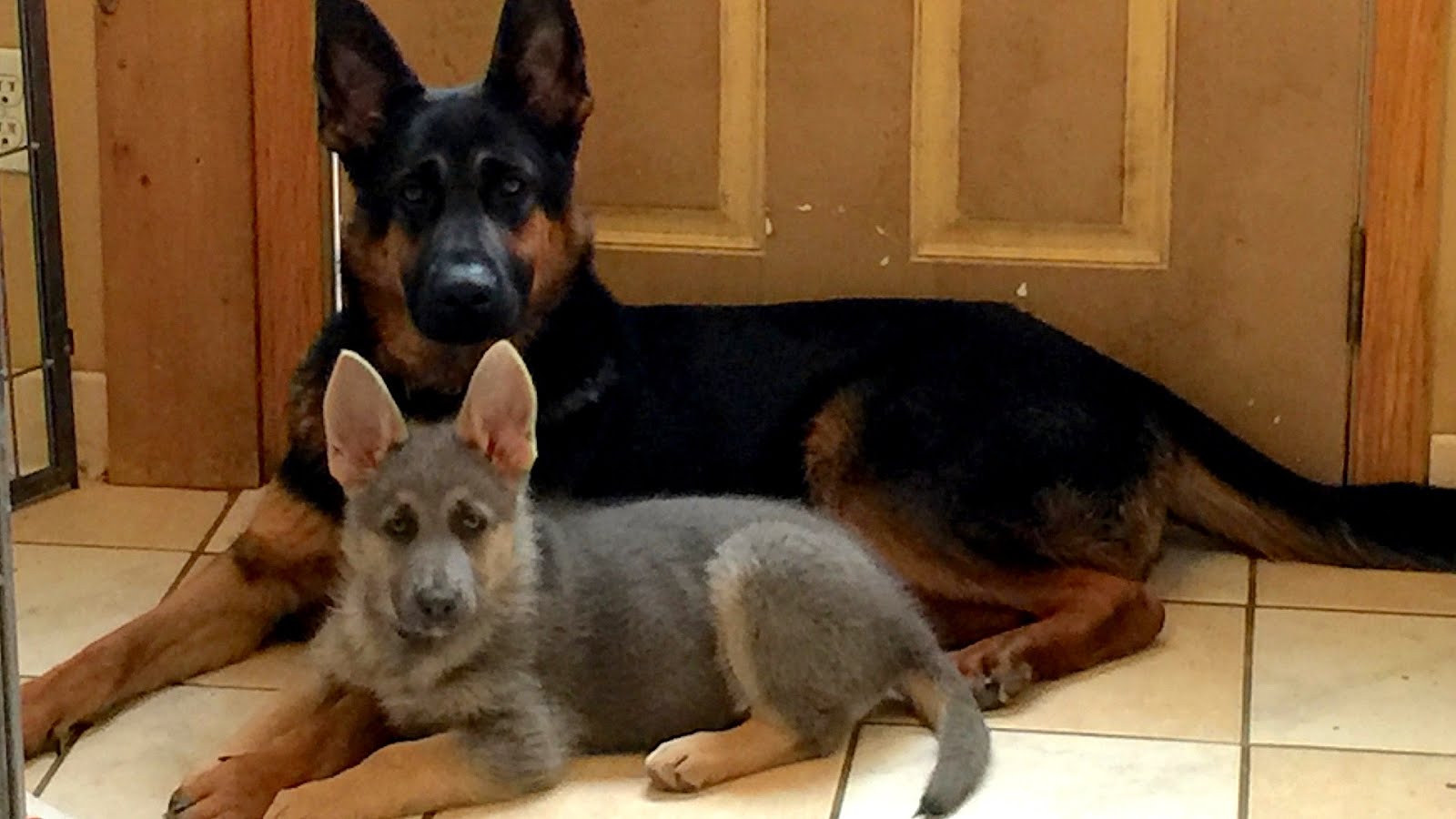 Solid Blue German Shepherd - German Choices