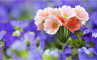 HD FLOWERS IMAGES COLLECTIONS  49
