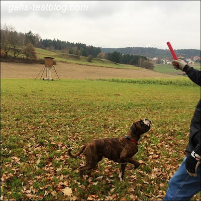 Boxer Amy wartet auf ihr Stöckchen