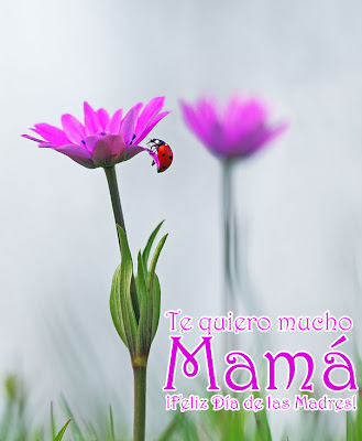 Te quiero mucho Mamá (Mensajes Día de las Madres)