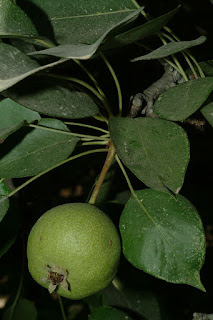 Груша Коржинского (Pyrus korshinskyi)