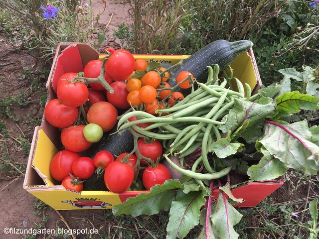 Ackerhelden Erntekiste mit Tomaten Ende Juli