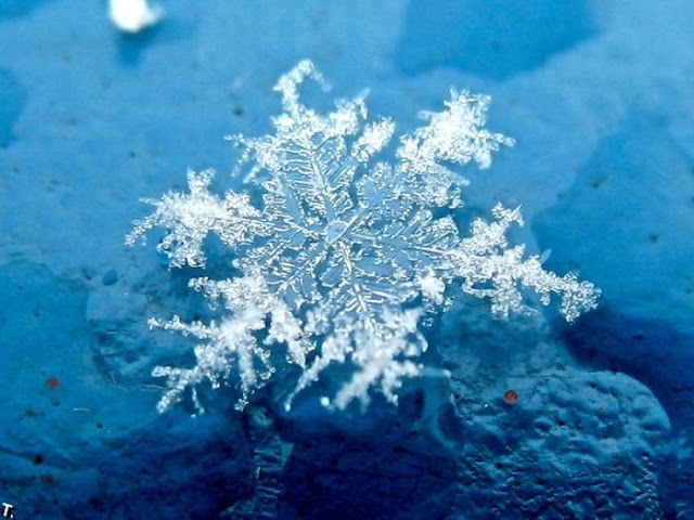 Fotos Flocos de Neve