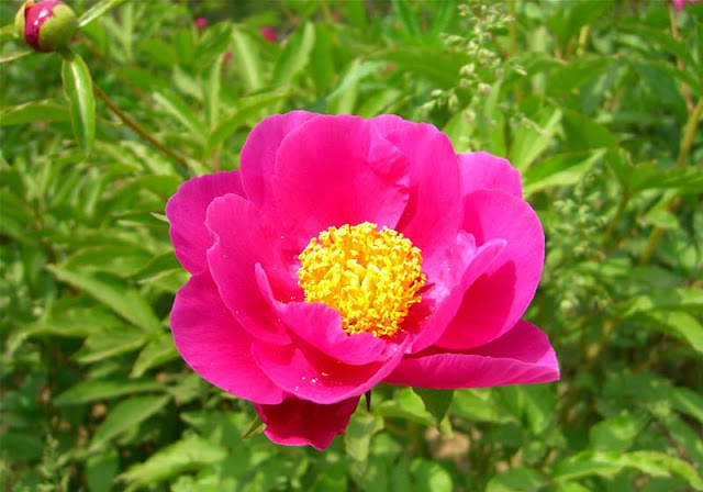 Peony Flowers Pictures