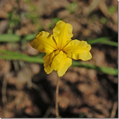 Grampians - goodenia