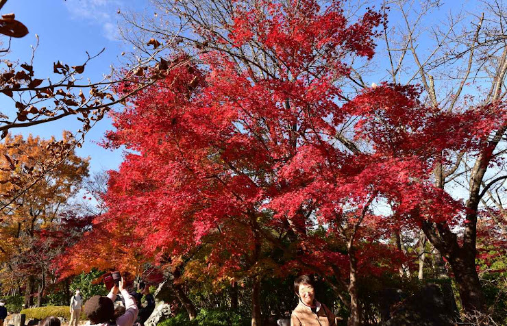 桜山公園の紅葉8