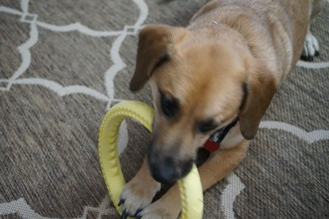 Pup playing with ring toy