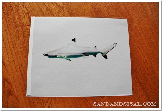 shark 