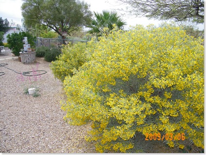 silver-leaf cassia