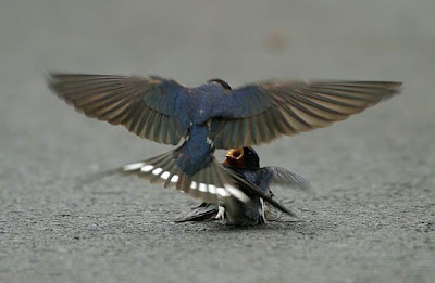 male bluebird feeding mate