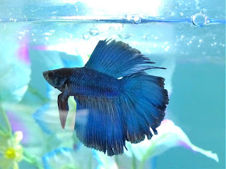 Combattant - Betta splendens - Betta rubra