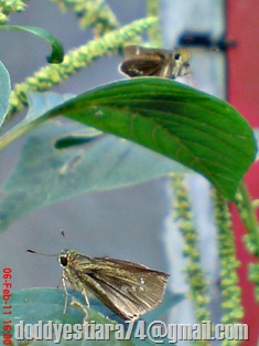 Grass-skipper Borbo cinnara 14