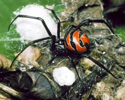 Latrodectus mactans y Latrodectus curacaviensis viuda negra argentina