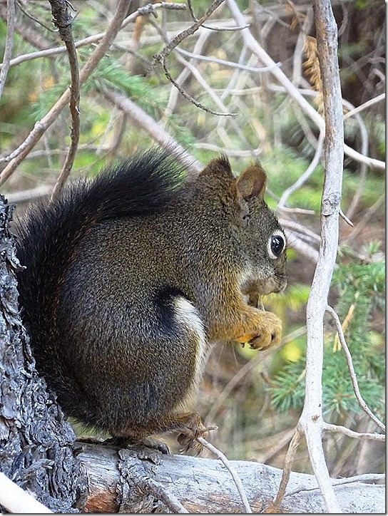 2017---8--31-black-squirrel_thumb4