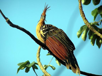 Foto Burung Hoatzin