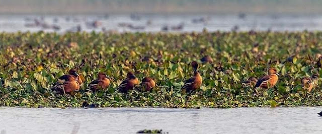 Fulvous Whistling Duck in Nepal