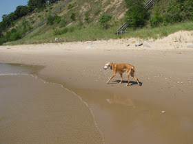 dog on beach