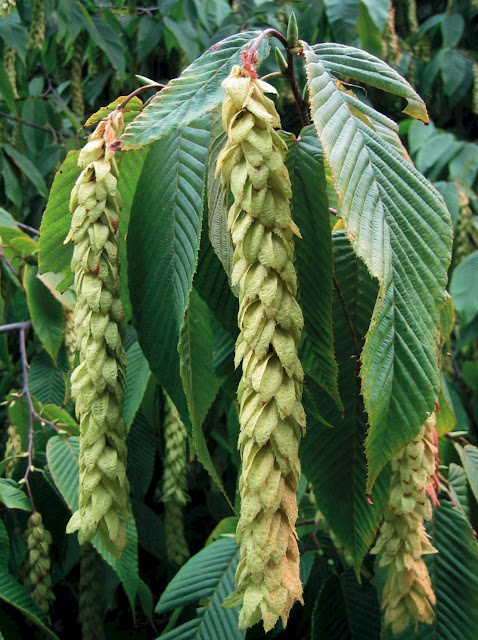 Граб Фана (Carpinus fangiana)