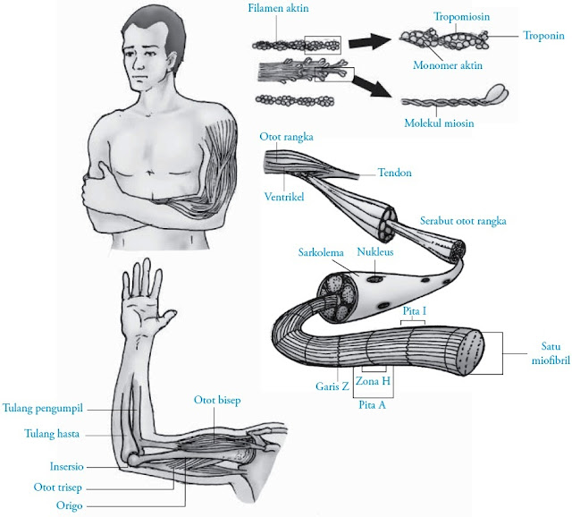 Mekanisme gerak otot pada lengan manusia