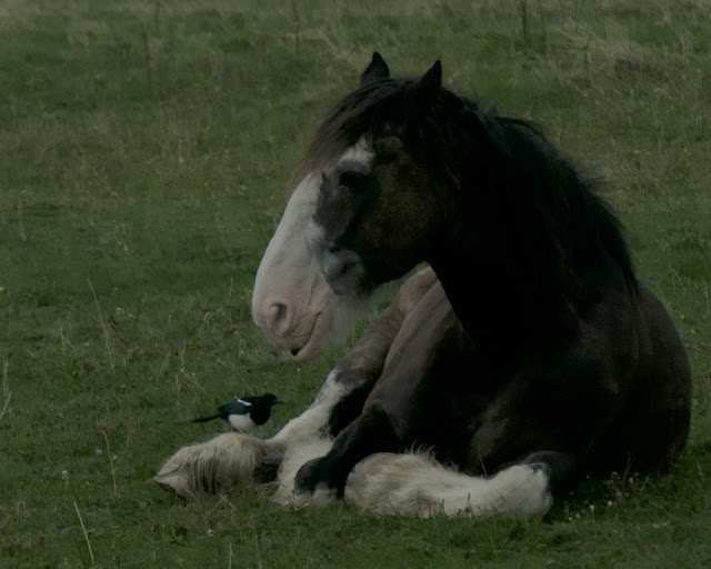 horse magpie field