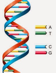 RICERCA BREVE SUL DNA PER LA SCUOLA PRIMARIA E MEDIA